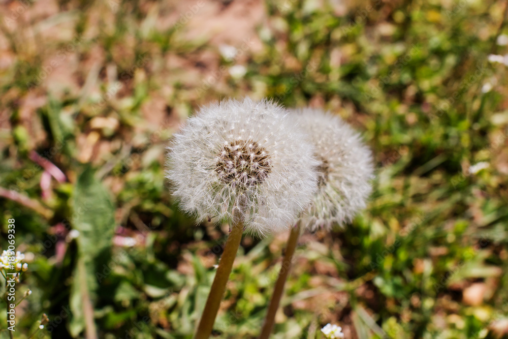 Dandelions close-up. Flowers. Spring. Dandelions close-up. Flowers. Spring.