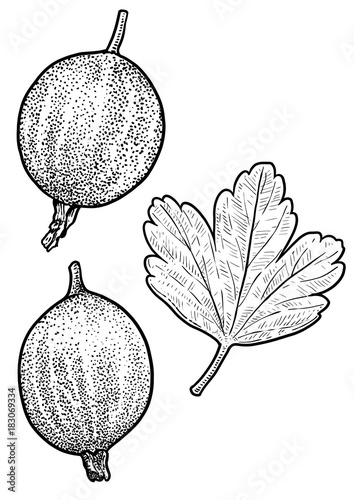 Gooseberry illustration, drawing, engraving, ink, line art, vector