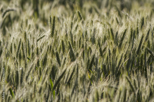rye. rye in the field during ripening © ihorhvozdetskiy