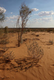 Dry saxaul at red Sands.Desert Kyzyl-Kum.Uzbekistan.