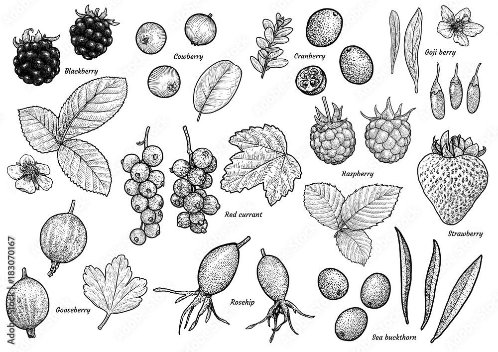 Berry collection illustration, drawing, engraving, ink, line art,
vector Berry collection illustration, drawing, engraving, ink, line art,
vector
