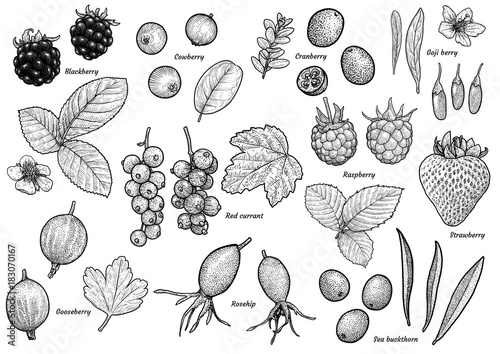 Berry collection illustration, drawing, engraving, ink, line art, 

vector