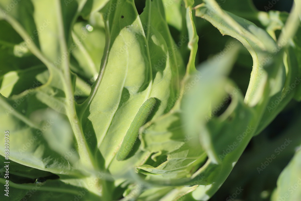 Organic cabbage