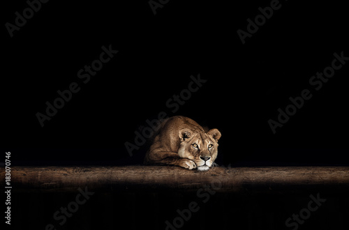 Lioness Portrait in the dark