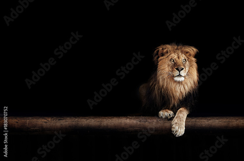 Lion Portrait in the dark