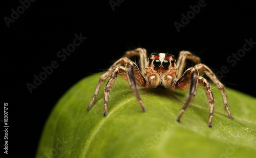 Jumping spider