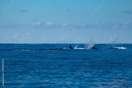 A pod of northern bottlenose whales near Pico Island 