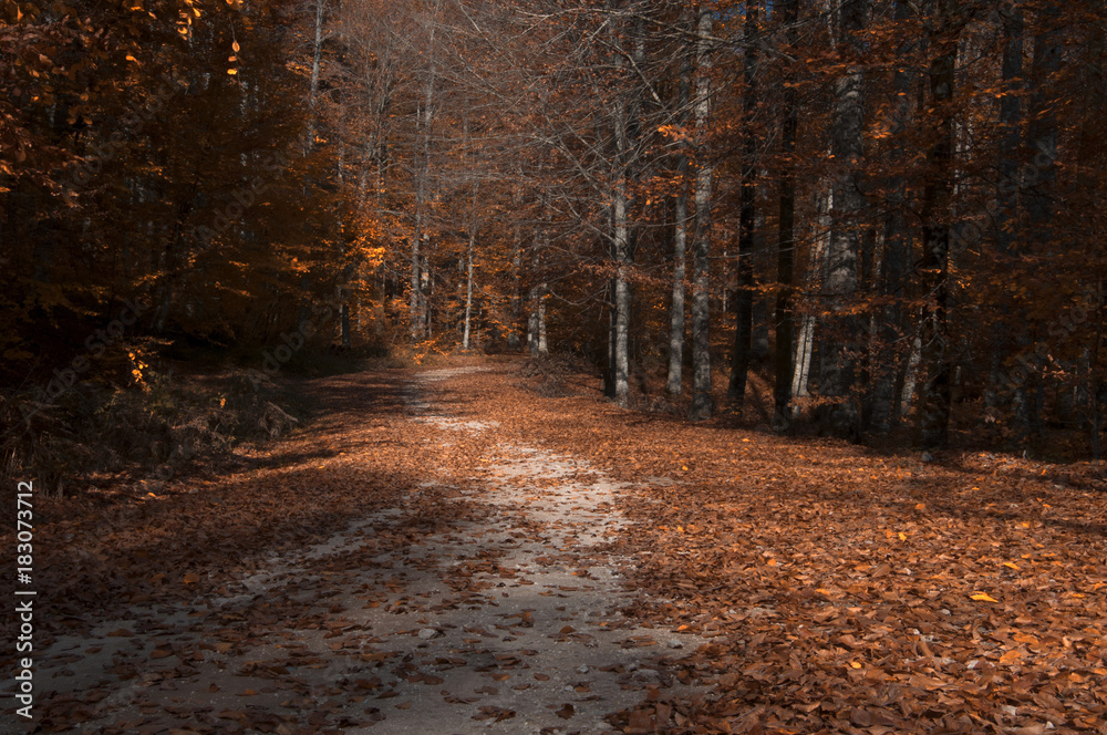 Beech Forest and Yellow Leaves Beech Forest and Yellow Leaves