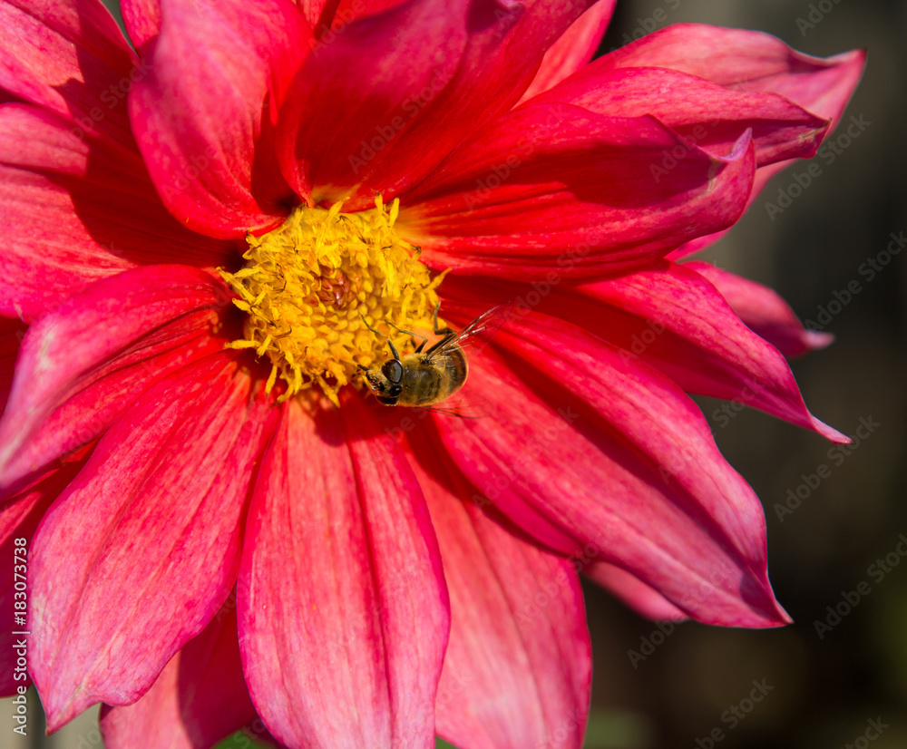 red dahlia flower with bee close-up on a green background red dahlia flower with bee close-up on a green background