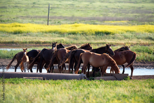 Wild horses grazing on summer meadow photo