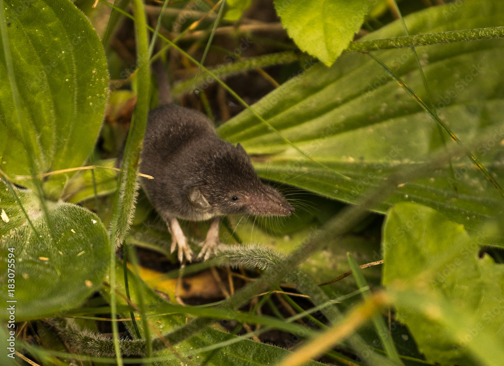 Obraz premium Common Shrew