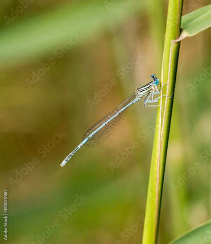 Blue-tailed Damselfly