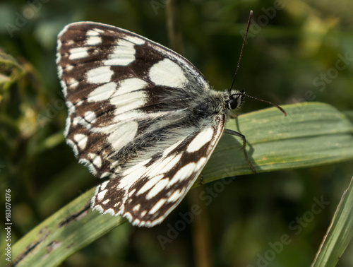 Marbled White Butterfly