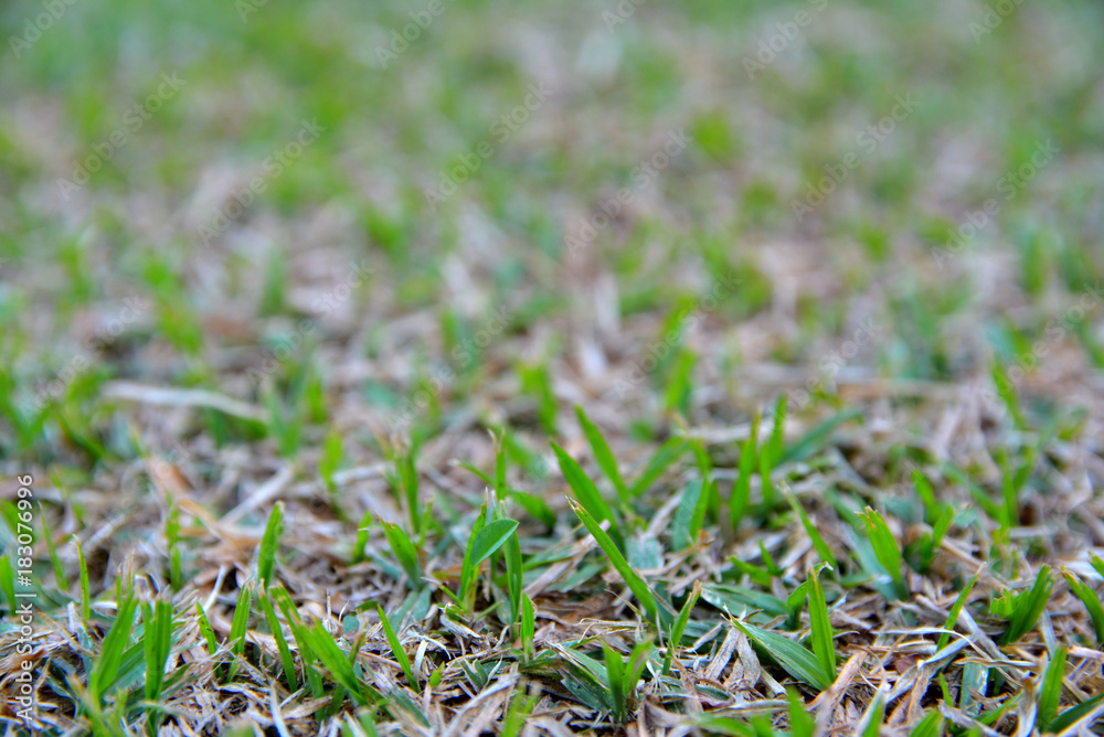 grass grass