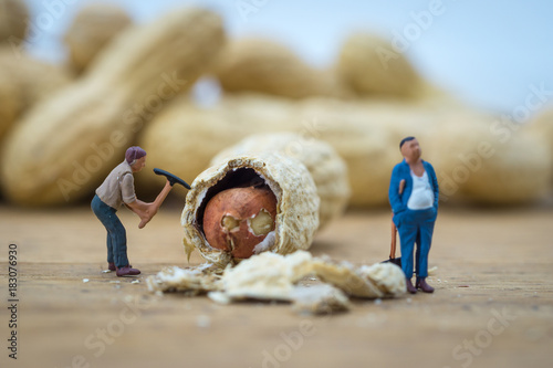 Creative concept with miniature people. Workers chopping nuts.