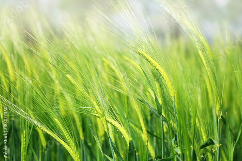 green wheat detail