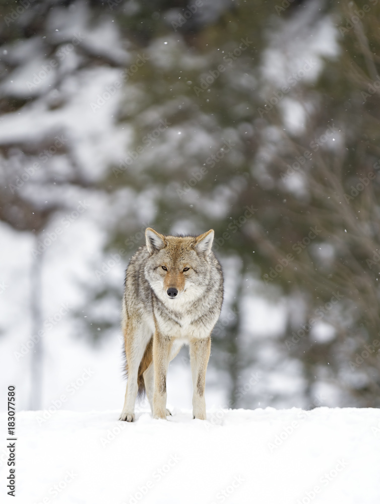 Fototapeta premium A lone coyote walking in the winter snow in Canada