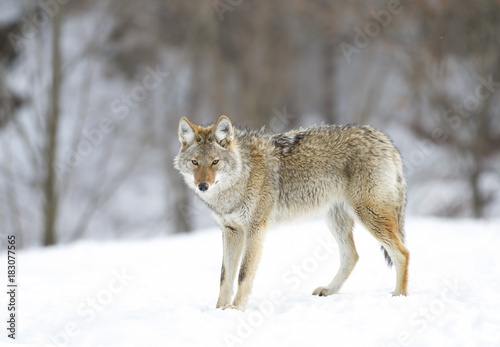 A lone coyote walking in the winter snow in Canada © Jim Cumming