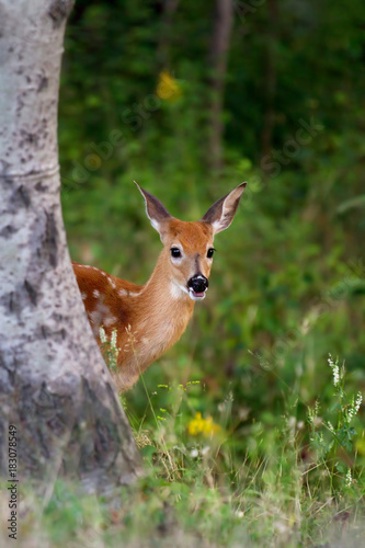 White-tailed deer fawn peeking from behind a tree in Canada © Jim Cumming
