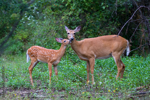 Fotografija White-tailed deer fawn and doe grazing in a grassy field in Canada
