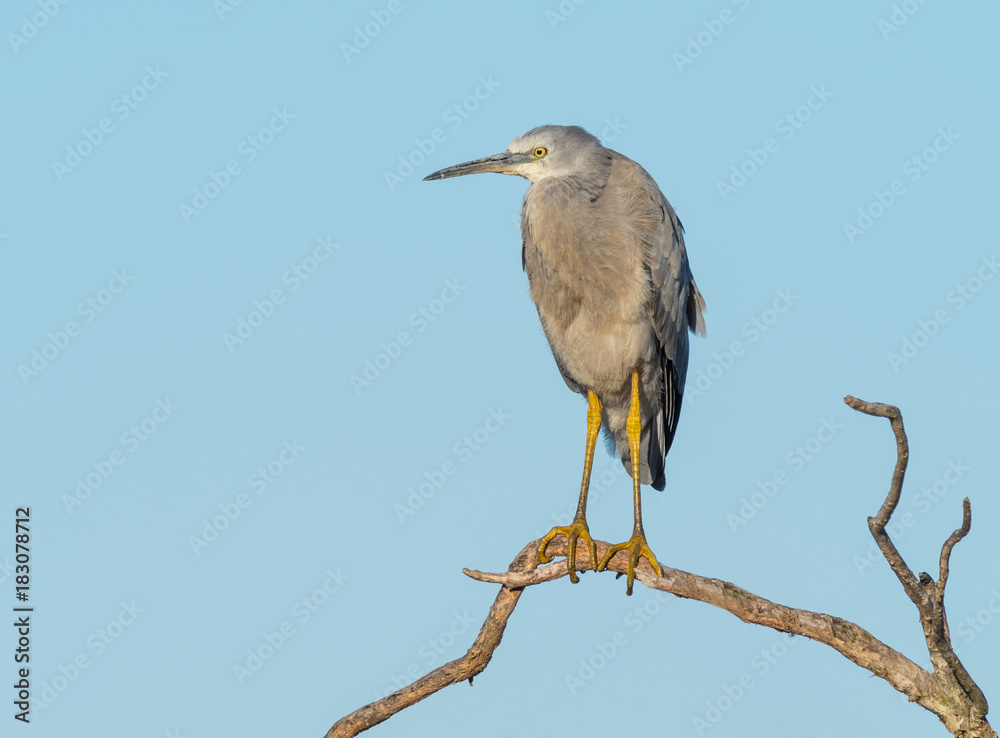 Obraz premium White-Faced Heron