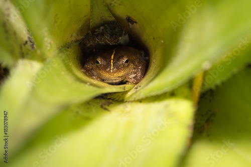 Warty Madagascar Frog (Mantidactylus ulcerosus) hiding in a green plant, Nosy Komba, Madagascar photo