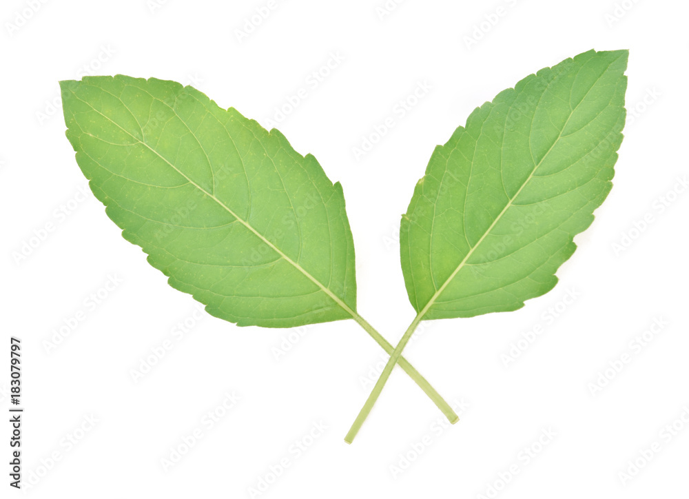 Fototapeta premium Leaf Sweet Basil isolated on white background