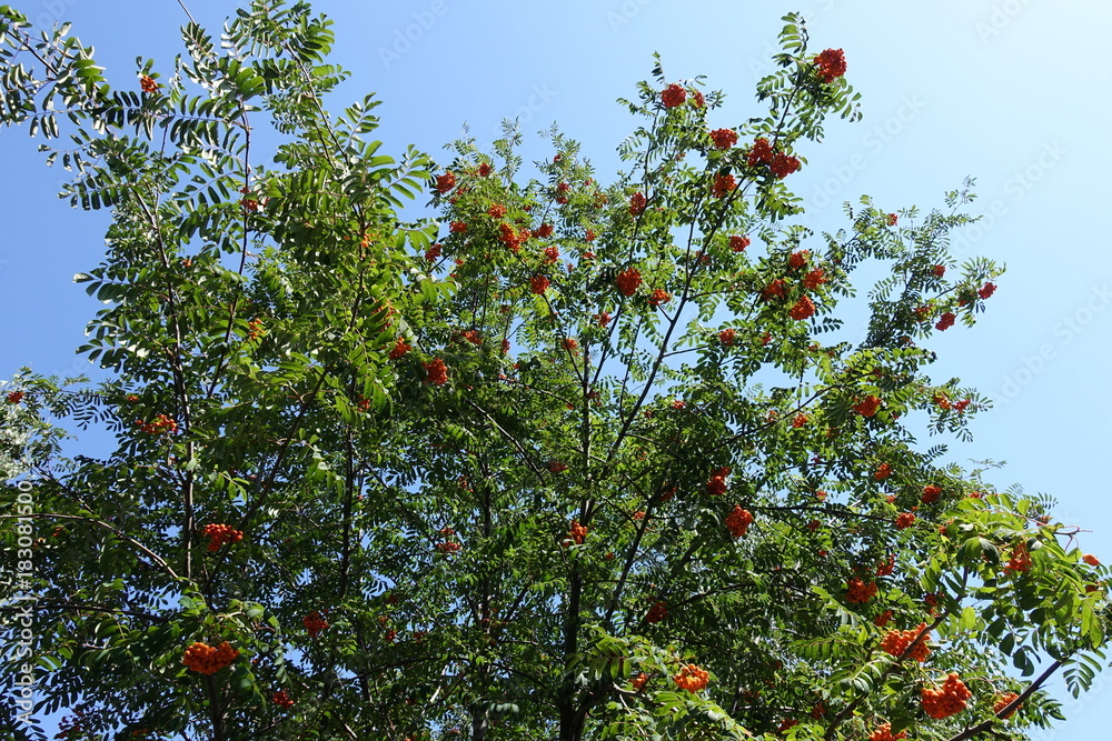 Branches of rowan with fruits against the sky