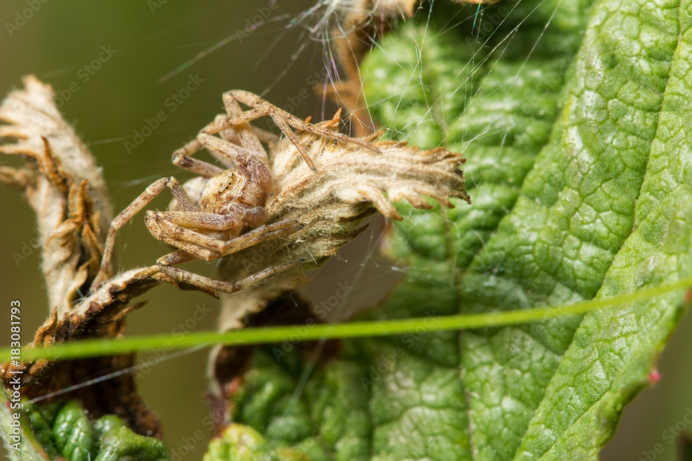 Naklejka premium Живая природа. Макромир. Красивые насекомые. Жуки, пауки, бабочки и другие красивые насекомые. Wildlife. Macrocosm. Beautiful insects. Bugs, spiders, butterflies and other beautiful insects