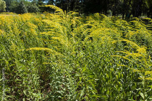 Colony of Solidago canadensis in late summer
