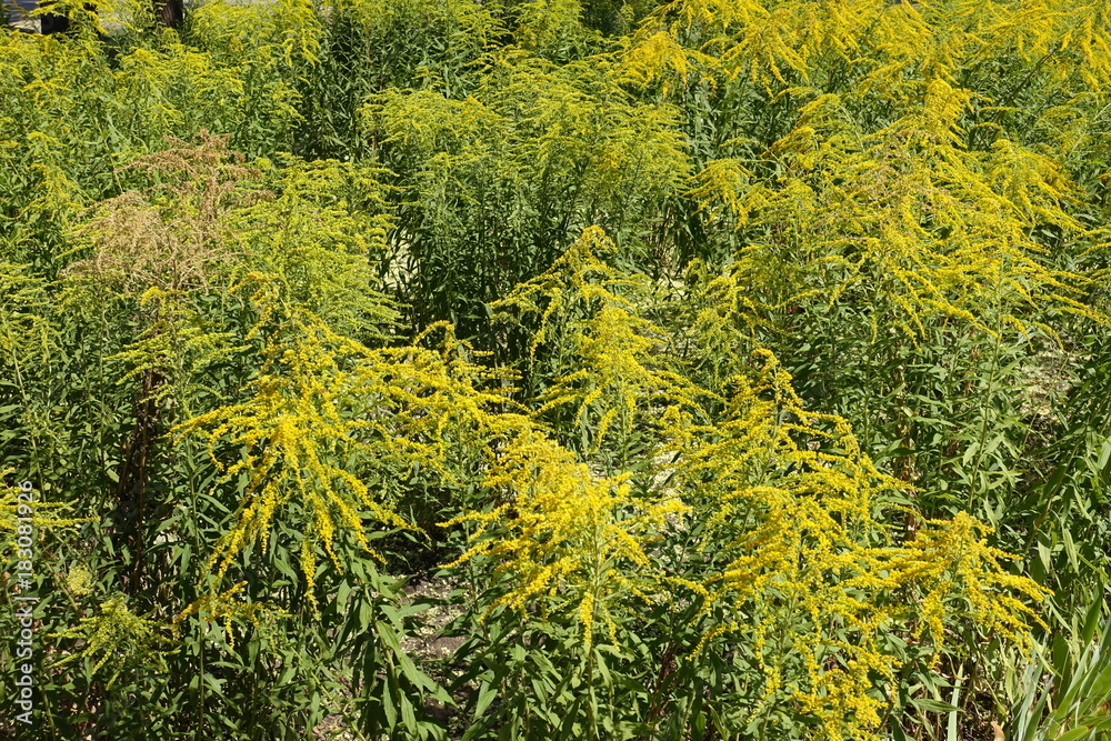 Solidago canadensis colony in full bloom in august Solidago canadensis colony in full bloom in august