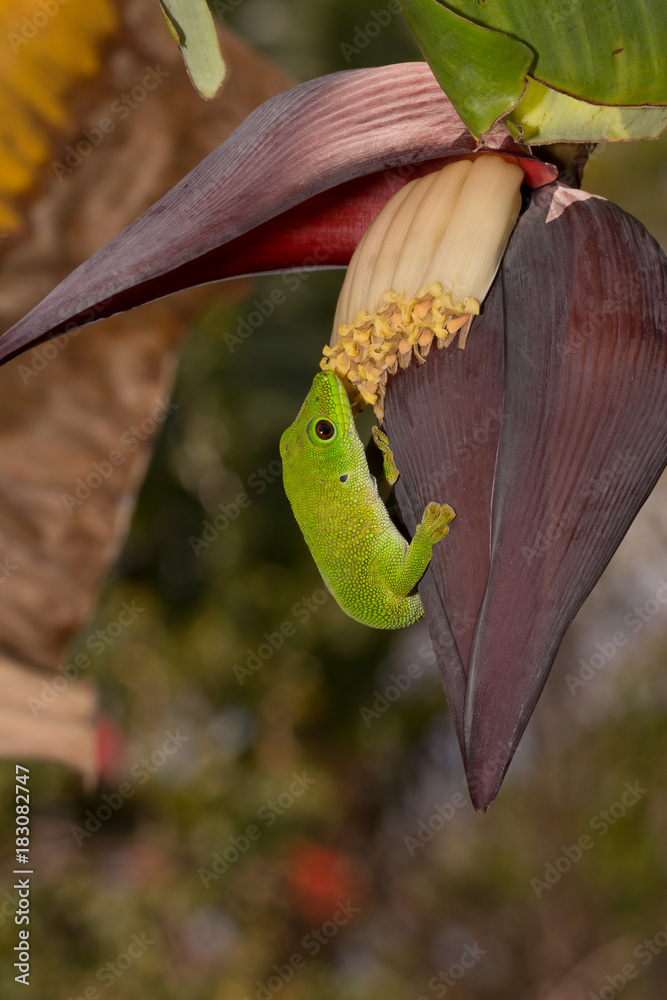 Naklejka premium Giant day gecko (Phelsuma grandis) licking a banana tree flower, Nosy Komba, Madagascar