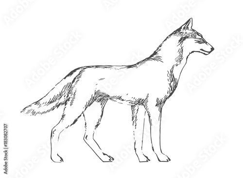 Hand drawn wolf. Black vector forest predator image on white background. Sketch style illustration.