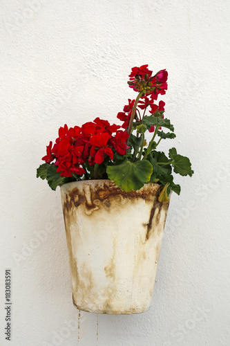 Fototapeta Naklejka Na Ścianę i Meble -  geranium flowers on white wall