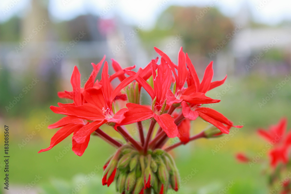 Beautiful background with a red flower and green plants in the garden Beautiful background with a red flower and green plants in the garden