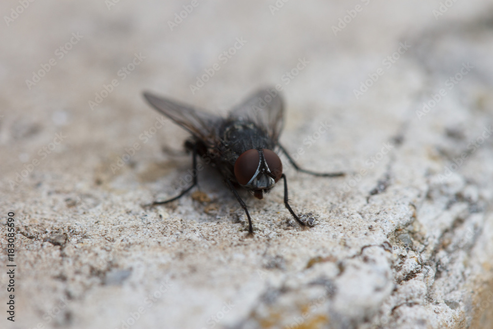 Fly on the stone Fly on the stone