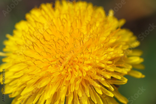 The petals of a dandelion