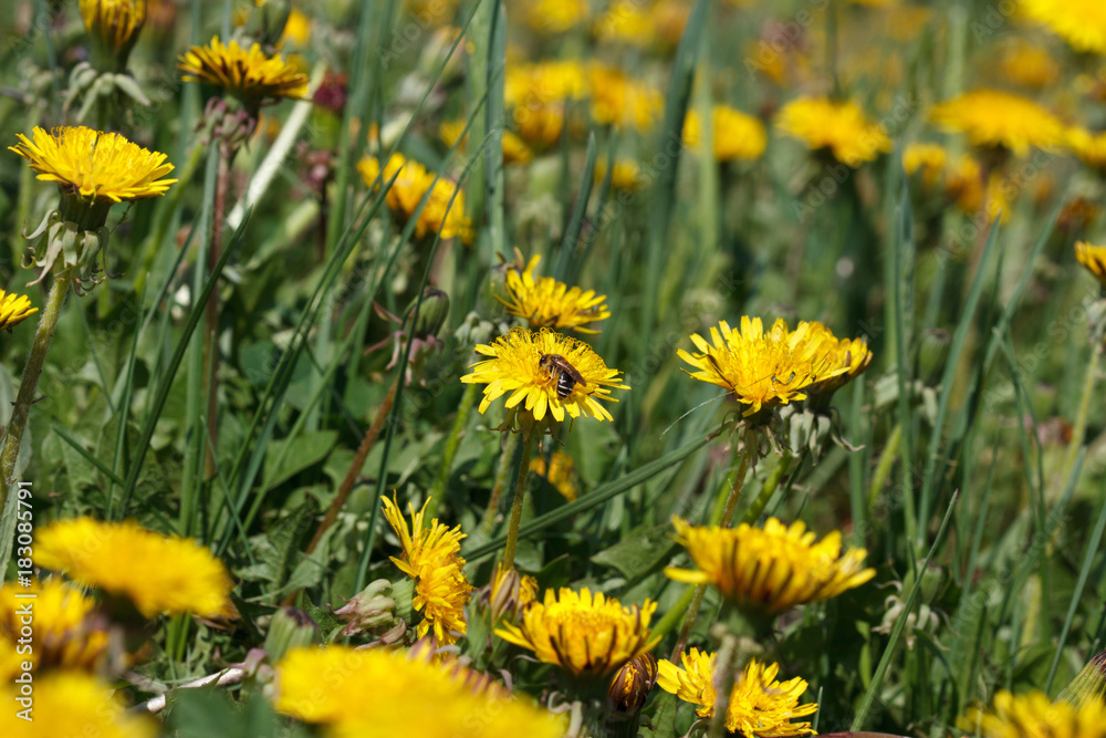 Fototapeta premium Meadow with dandelions