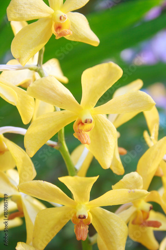 Close up Yellow orchid in garden