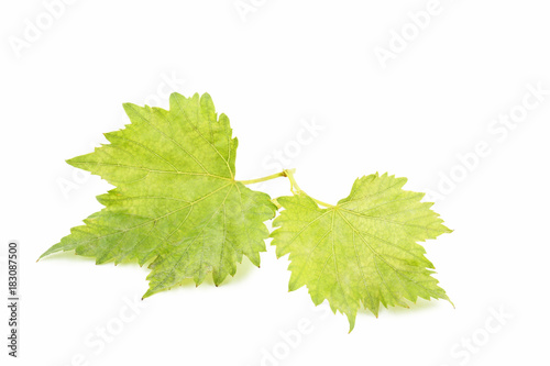 Grape leafs isolated on white background