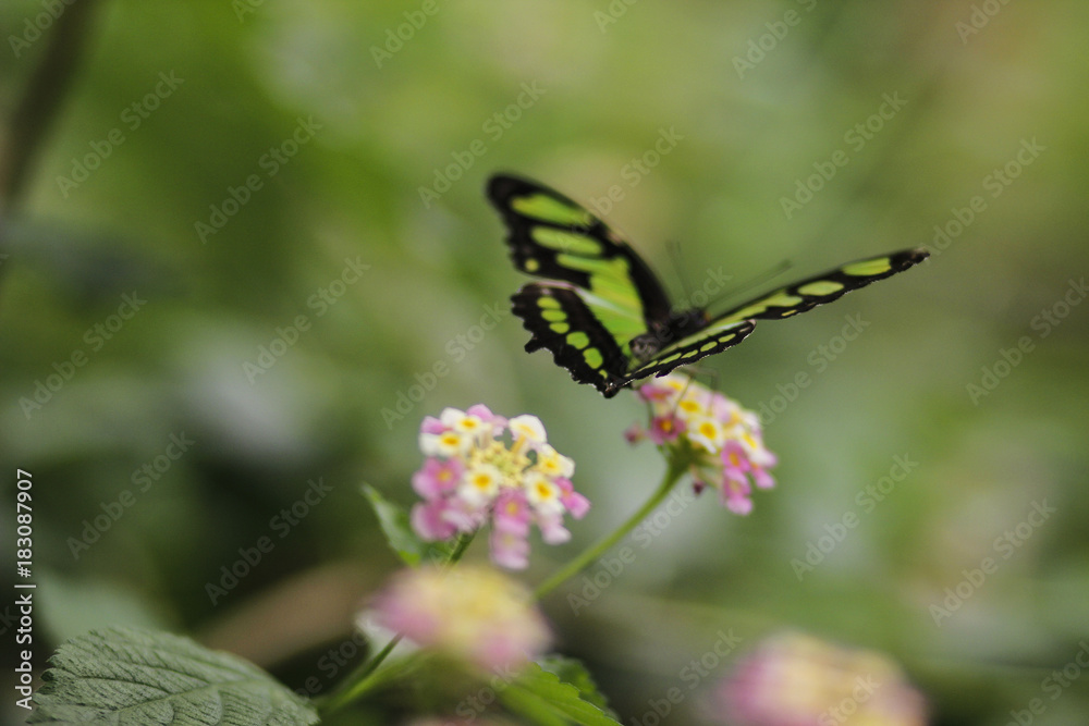 Schmetterling schwarz - grün sitzt auf der Blume Schmetterling schwarz - grün sitzt auf der Blume