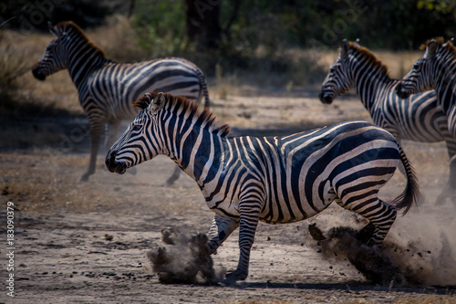 Zebra in Action