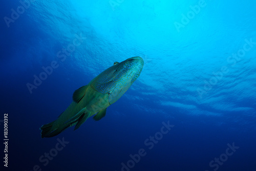Npoleon or Humphead wrasse (cheilinus undulatus) swimming with the sea surface in background. © aspas