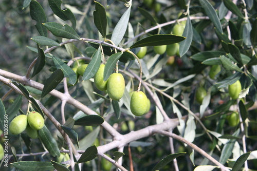 Italian olive trees