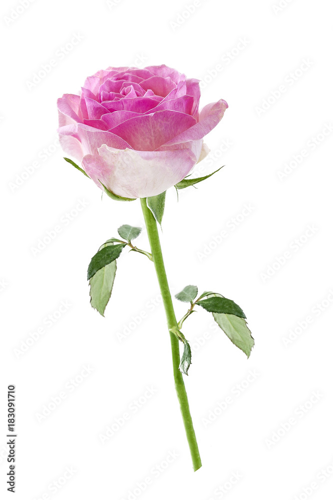 Pink rose. Isolated on a white, with clipping path. view from above Pink rose. Isolated on a white, with clipping path. view from above