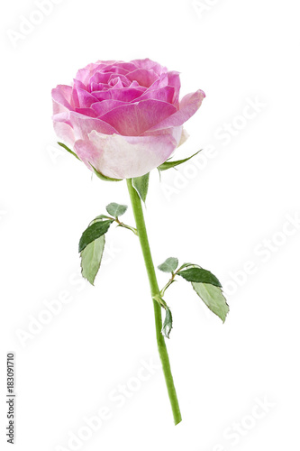 Pink rose. Isolated on a white, with clipping path. view from above