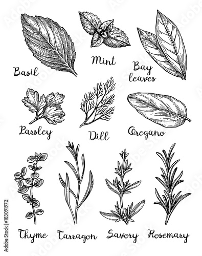 Ink sketch of herbs.