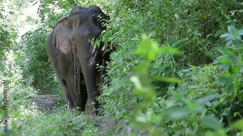 Elephants on grass. Elephant World Sunctuary, Thailand photo