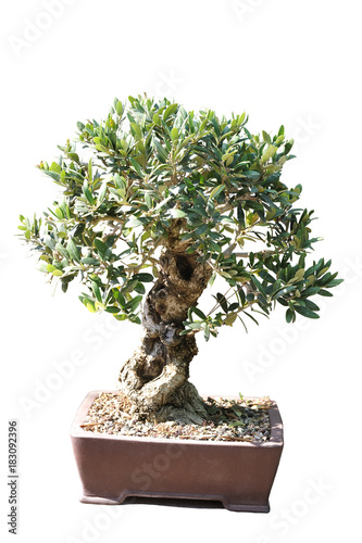 Bonsai of an olive tree in pot