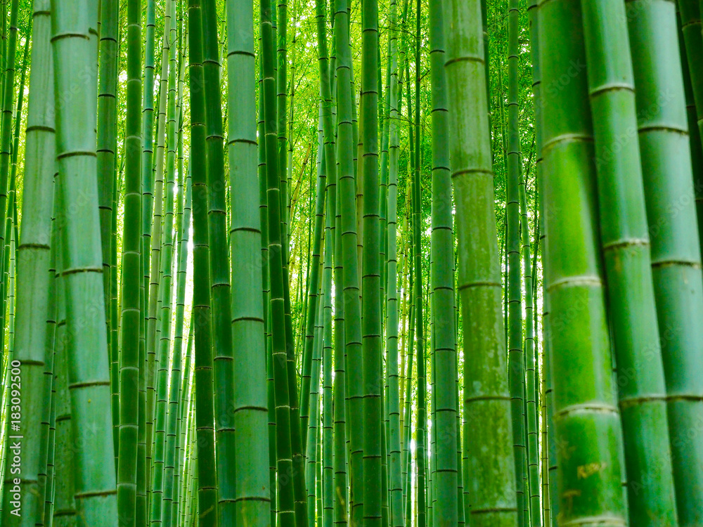 Fototapeta Bambusowy tło las